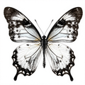 A black and white butterfly with symmetrical wings and intricate patterns displayed in a minimalist style.